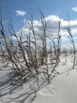 sea grass at the wild beach 